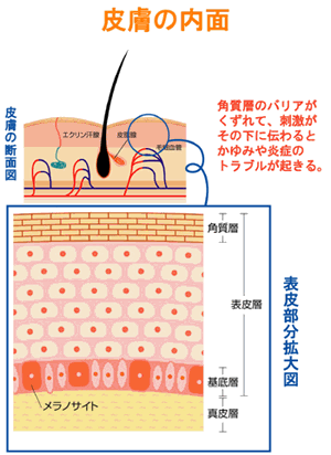 皮膚の働き 皮膚の最も外側には 角質細胞がレンガのように積み上げられた構造をもつ角質層があります 角質層は外界からの刺激や物質から皮膚をまもるバリア 防壁 の役割をしています また 細胞と細胞の間にはセラミドなどの細胞間脂質があり